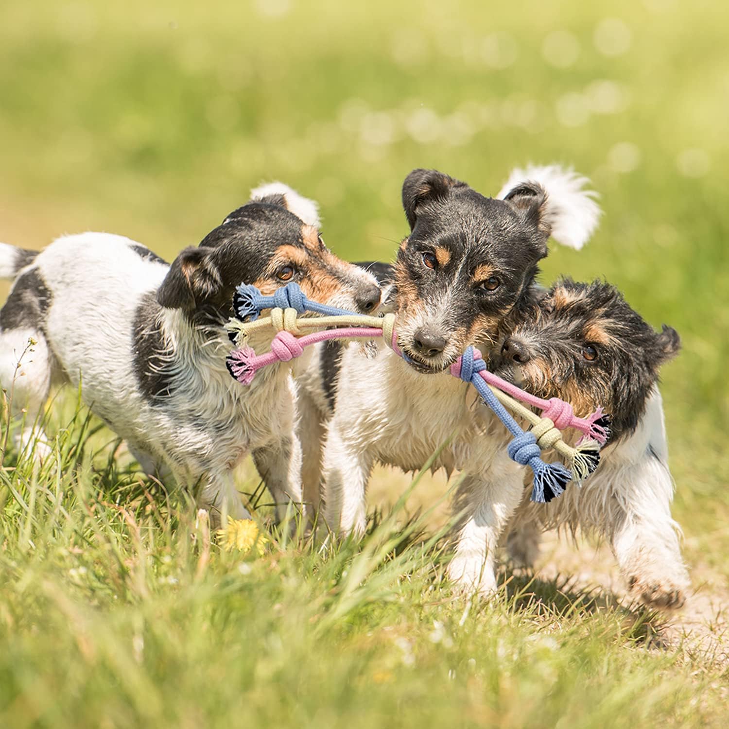Interactive Puppy Toy Set | 12 Durable Toys for Chewing, Training & Play