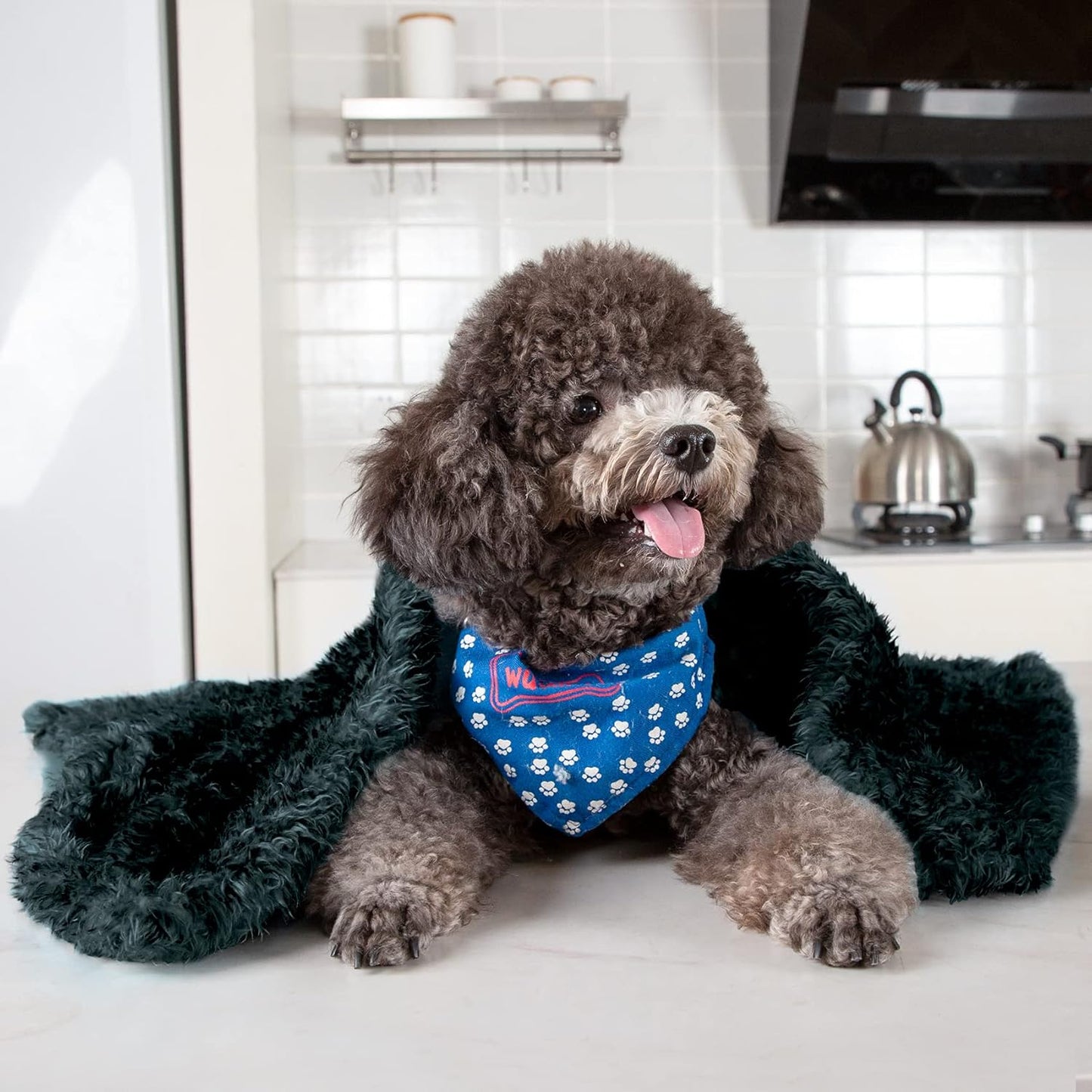 Small Dog Fleece Blanket | Soft Plush Throw for Beds, Sofas & Travel