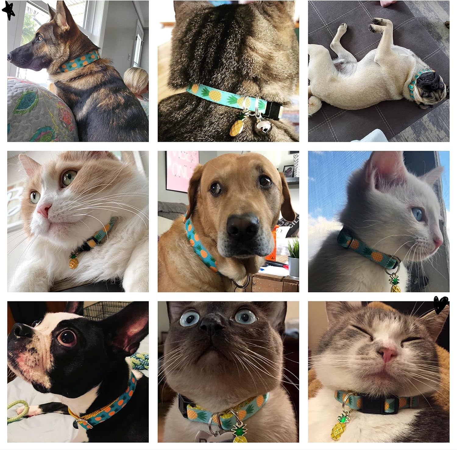 Tropical Pineapple Pet Collar | Adjustable Collar for Cats, Puppies & Dogs